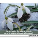 O primavara frumoasa!