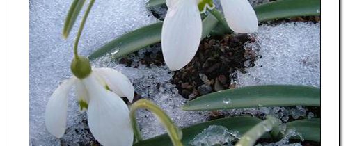 O primavara frumoasa!