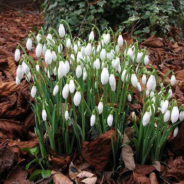 O primavara frumoasa