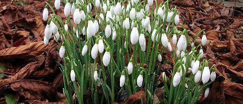 O primavara frumoasa