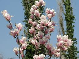 De Florii