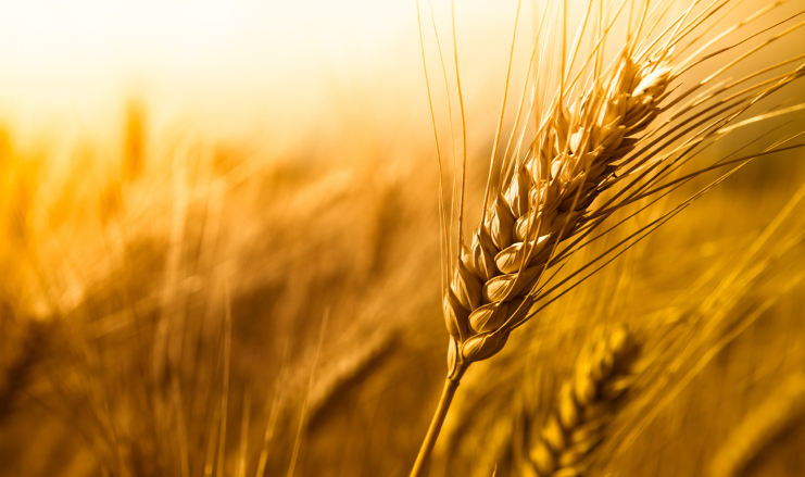 Subvenții pentru fermieri și micii fermieri