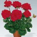 Pentru bunica mea, Cătălina