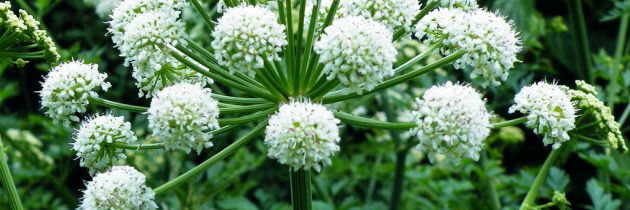 Mărturisire de Florii