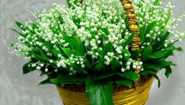 Pentru mama mea, Liana