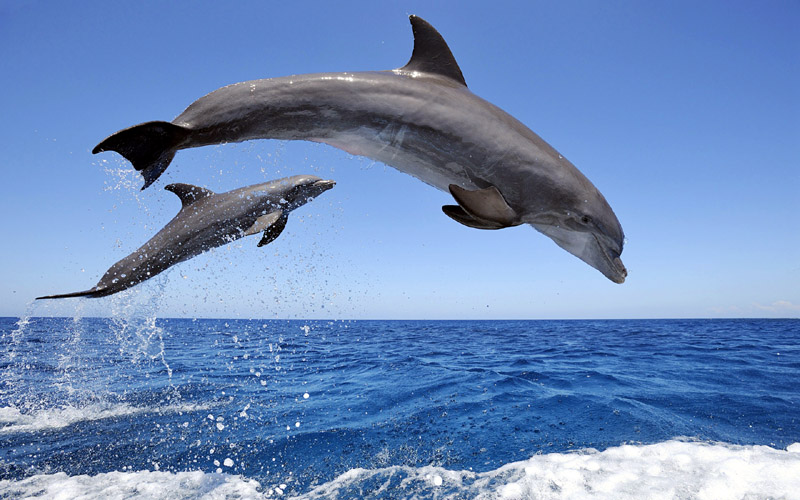 Common Bottlenose Dolphins jumping in sea, Roatán, Bay Islands, Honduras