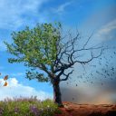 Ziua internaţională pentru prevenirea exploatării mediului pe timp de război şi conflict armat