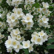 Buna dimineata