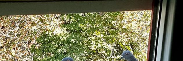 Acum cateva minute…