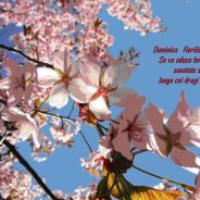 Credincioșii catolici sărbătoresc Duminica Floriilor