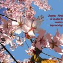 5 aprilie – Duminica Floriilor la catolici